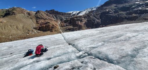 Le "pulci dei ghiacciai": ancora poco conosciute e già minacciate
