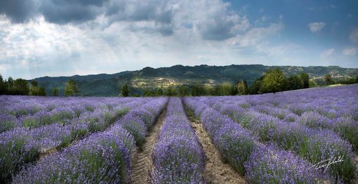 La fioritura della lavanda a Sale San Giovanni - PH TINO GERBALDO