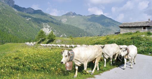 Razza Piemontese, Coldiretti Cuneo: "Misure efficaci per rilanciare un comparto fondamentale per l'economia piemontese" Razza Piemontese, Coldiretti Cuneo: "Misure efficaci per rilanciare un comparto fondamentale per l'economia piemontese"