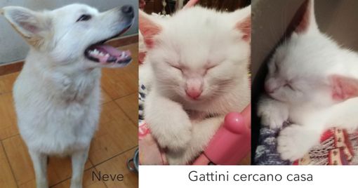 L'Anpa oggi vi presenta tre cani e due gatti L'Anpa oggi vi presenta tre cani e due gatti