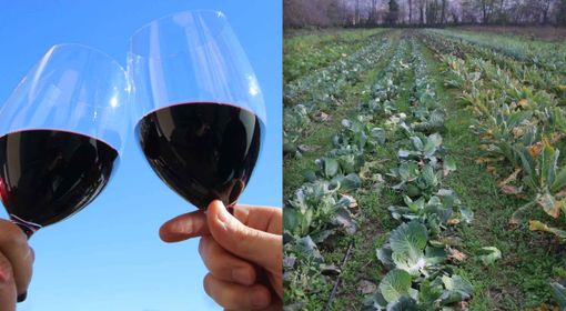Un brindisi col vino rosso e un campo coltivato