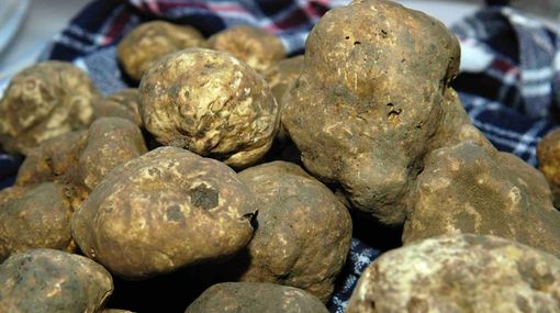 Tartufi (foto : sito associazione tartufai alba) Tartufi (foto : sito associazione tartufai alba)