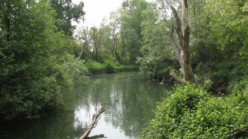Biodiversità, Piemonte indietro tutta: le associazioni scrivono alla Regione