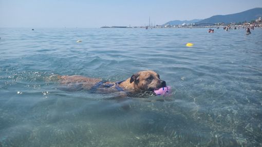 Estate da bollino rosso e afa, pericolo anche per i cani Estate da bollino rosso e afa, pericolo anche per i cani