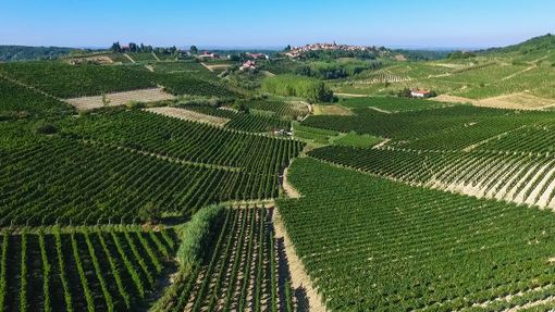 "Qualità e diversificazione: da qui passa il futuro del vino cooperativo" "Qualità e diversificazione: da qui passa il futuro del vino cooperativo"
