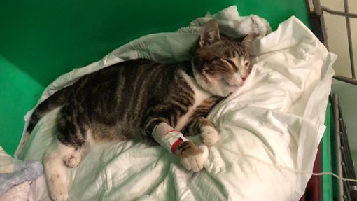 "È accettabile che un servizio pubblico non disponga degli strumenti minimi per un soccorso di emergenza?", si chiede il letto (immagine d'archivio) "È accettabile che un servizio pubblico non disponga degli strumenti minimi per un soccorso di emergenza?", si chiede il letto (immagine d'archivio)