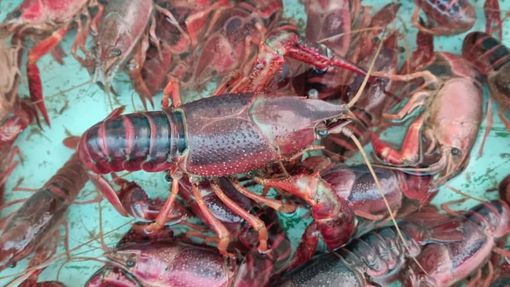 Incontri ravvicinati con il gambero rosso della Louisiana, niente di tenero… anzi