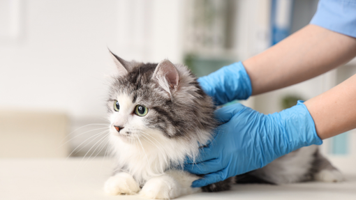 "Sterilizzare il proprio gatto è un atto d'amore e responsabilità"