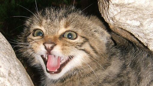 Alla ricerca del gatto selvatico (Foto Luca Lapini)