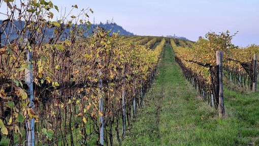 Foto: Pinuccia Sardo