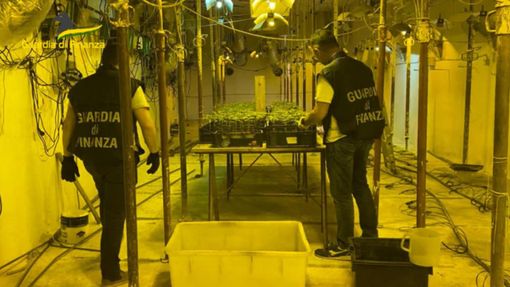 Maxi operazione della Fiamme Gialle nel Savonese: in arresto cinque persone che producevano droga con coltivazioni a Pezzolo Valle Uzzone