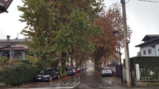 Strada Gallotto, in frazione Bandito, dove verrà abbattuto un platano malato