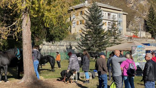Con la “Fiero di Son Martin” Casteldelfino rivive un pezzo della sua storia