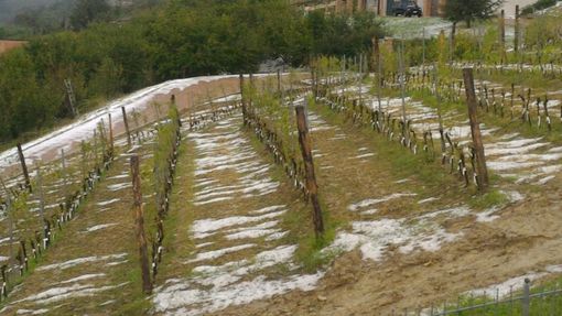 "Il lavoro di un anno vanificato in 20 minuti": annullata la Festa della Vendemmia a Fontanafredda