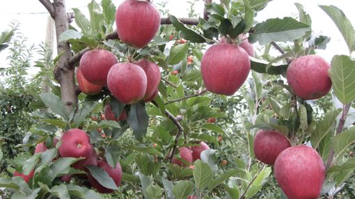 Confagricoltura, Ponso chiede interventi urgenti per la frutticoltura in crisi