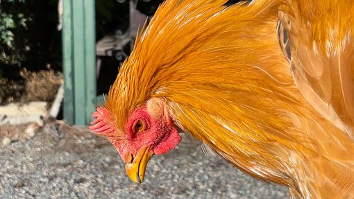 Al via la stagione di commercializzazione del real cappone di Racconigi