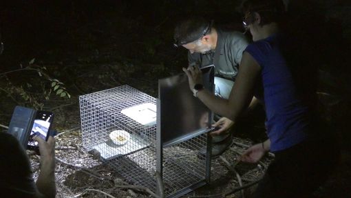 Le operazioni di recupero dei ricci in via Druento a Torino Le operazioni di recupero dei ricci in via Druento a Torino