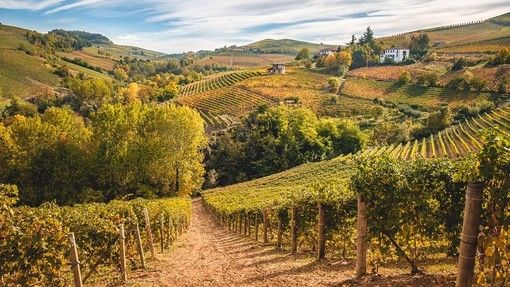 Vino, Consorzio Asti Docg: al via la prima sperimentazione sulle varietà aromatiche resistenti (piwi) in Piemonte Vino, Consorzio Asti Docg: al via la prima sperimentazione sulle varietà aromatiche resistenti (piwi) in Piemonte
