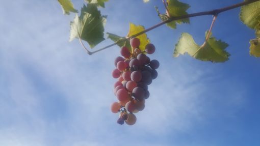Giorni di sole in pieno autunno? È l’estate di San Martino in cui “ogni mosto diventa vino” Giorni di sole in pieno autunno? È l’estate di San Martino in cui “ogni mosto diventa vino”