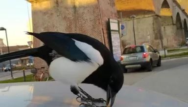 Rapita e subito liberata Pika, la gazza ladra diventata la mascotte degli abitanti di Ceva