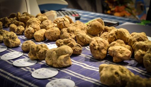 Immagine d'archivio (Ph Dave Carletti per Ente Fiera Internazionale Tartufo Bianco d'Aba)