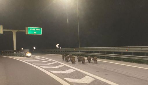 Immagine d'archivio Immagine d'archivio