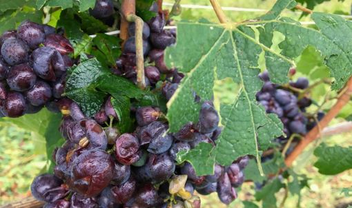 Grappolo colpito dalla prepicitazione nella zona di Diano d'Alba