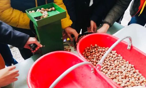 Dal campo alla tostatura: così a Grinzane Cavour gli studenti dell’Agraria imparano l’arte corilicola!