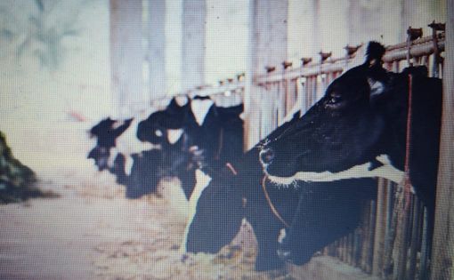 (foto . coldiretti cuneo) (foto . coldiretti cuneo)