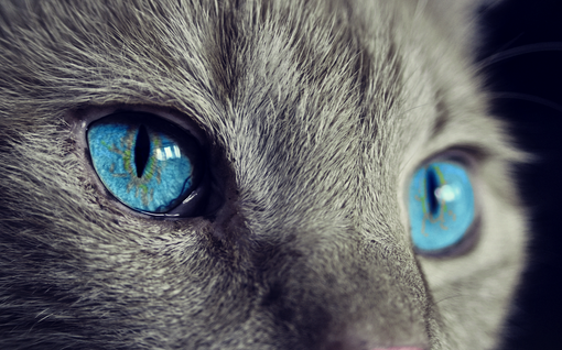 Due gatti salvati dai vigili del fuoco ad Alba e Cuneo nella notte. Immagine di repertorio - pixabay