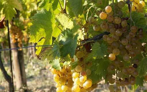 I sindaci del Moscato chiedono alla Regione una deroga per gli abbruciamenti