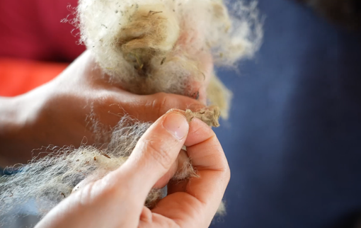 “Lana circolare”: una filiera sostenibile attorno alla lana sambucana “Lana circolare”: una filiera sostenibile attorno alla lana sambucana