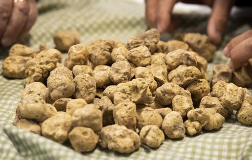 Stanziati 500 mila Euro per le piante da tartufo