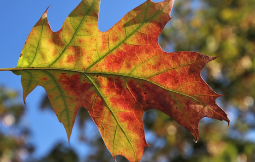 Immagine generica Pixabay