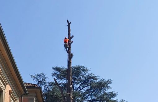 Le operazioni di abbattimento delle due piante secolari