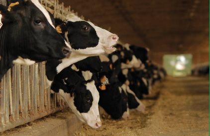 (Foto - sito Coldiretti Cuneo)