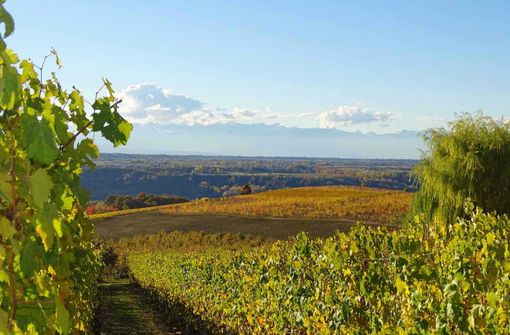 Si chiude l'annata agraria in Granda, Varrone (CIA CUNEO): "Si è salvato solo chi non ha smesso di lottare" Si chiude l'annata agraria in Granda, Varrone (CIA CUNEO): "Si è salvato solo chi non ha smesso di lottare"