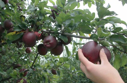 Cia Cuneo: sul 2023 della frutta fresca ci sono preoccupazioni, ma le prospettive sembrano buone Cia Cuneo: sul 2023 della frutta fresca ci sono preoccupazioni, ma le prospettive sembrano buone