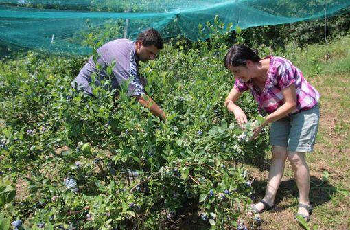 Due giovani imprenditori agricoli raccolgono mirtilli