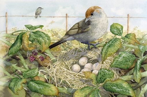 Cherasco: Lisa Pagnutti vince il concorso calendario naturalistico 2022 Cherasco: Lisa Pagnutti vince il concorso calendario naturalistico 2022