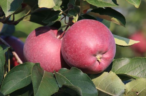 Raccolta mele abbondante e di qualità in provincia di Cuneo: timori per le quotazioni