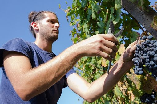 L'inizio della 62esima vendemmia - Ph Debora Lombardi