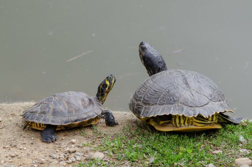 Le tartarughe sono simbolo della lentezza per eccellenza (foto di Enrico Ruggeri) Le tartarughe sono simbolo della lentezza per eccellenza (foto di Enrico Ruggeri)