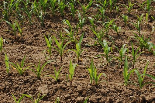 L'allarme di Coldiretti Cuneo: "Lo shrinkflation colpisce agricoltori e consumatori"