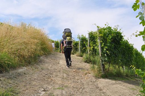 Tra i più frequentati percorsi di Langhe e Roero l'anello in 7 tappe “Bar to Bar”, che collega nelle due direzioni i centri vinicoli di Barbaresco e Barolo