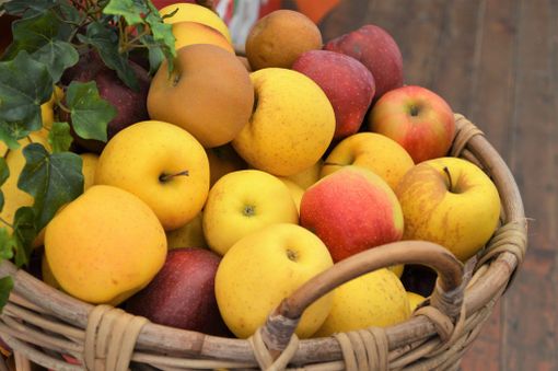 Mele cuneesi, Coldiretti: in lieve calo la produzione 2019 ma le prospettive di mercato sono buone