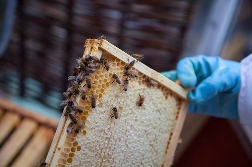 Dalla Regione 1,6 milioni di euro per oltre quattrocento apicoltori piemontesi