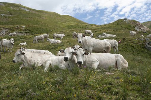 Razza Piemontese, Coldiretti Cuneo: "Sostegni in arrivo" Razza Piemontese, Coldiretti Cuneo: "Sostegni in arrivo"