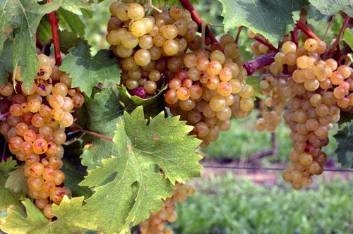 Immagine di repertorio