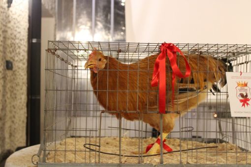 È aperta la stagione della vendita del Real Cappone di Racconigi È aperta la stagione della vendita del Real Cappone di Racconigi